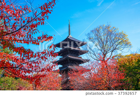 京都Touji的櫻花 37392657