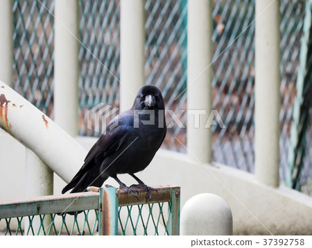 Crow on the fence Crow on the fence 37392758