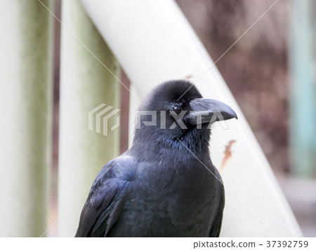 Up crow Up crow 37392759