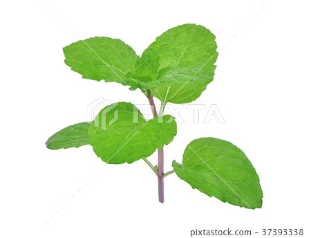 fresh mint leaf isolated on white background fresh mint leaf isolated on white background 37393338