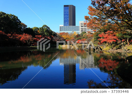 在水邊區域種植的明亮的紅色秋葉 37393446