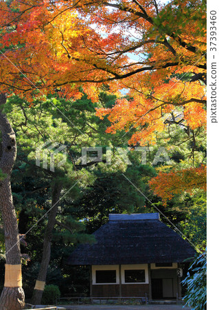 Kowloon covered with autumn leaves 37393460
