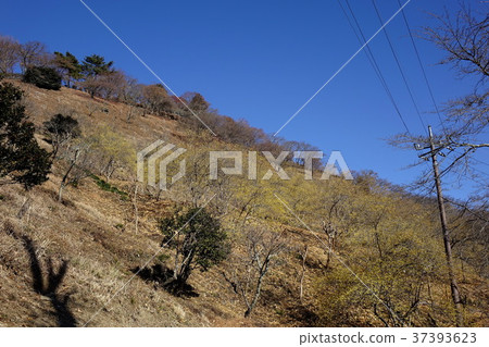 Sakurayama Park's Row Bai 37393623