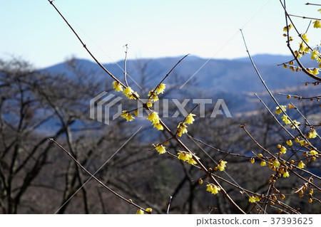 Sakurayama Park's Row Bai 37393625