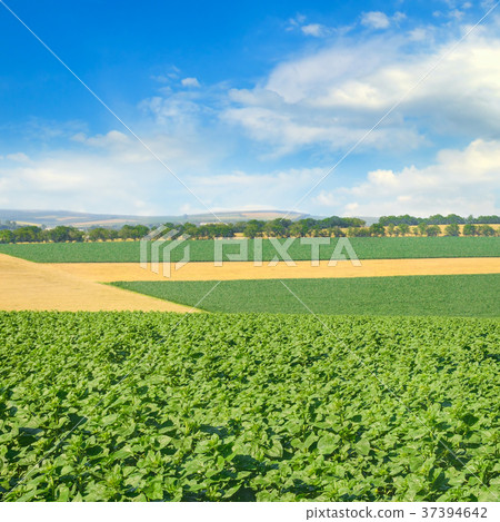Green field and blue sky with light clouds. 37394642