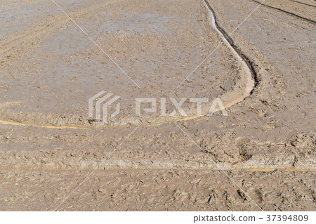 soil mud in rice field prepare for plant rice in a 37394809