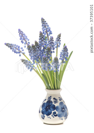 Bunch of a grape hyacinths in a delfts blue vase  37395101