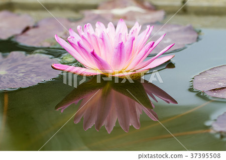 Selective focus of pink lotus blooming 37395508
