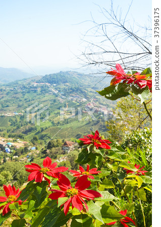 Red flower, mountain, forest and blue sky 37396175