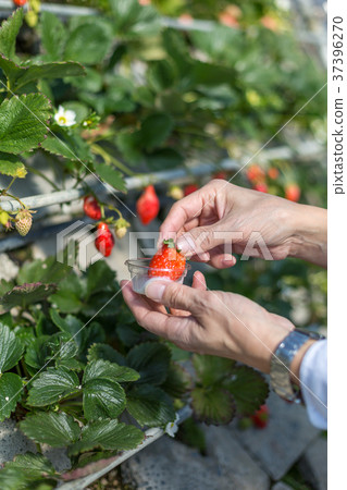 Strawberry picking Strawberry picking 37396270