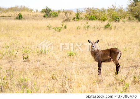 Waterbucks in the Mara Savannah a park 37396470