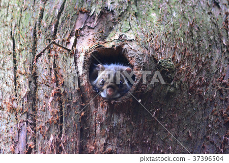 Mustache from the nest! Mustache from the nest! 37396504