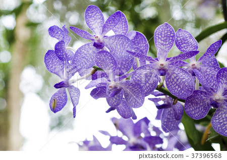 Orchid flower with blurred background 37396568