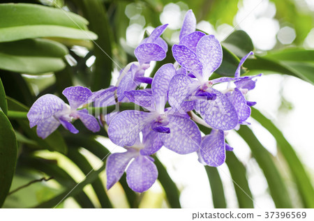 Orchid flower with blurred background Orchid flower with blurred background 37396569