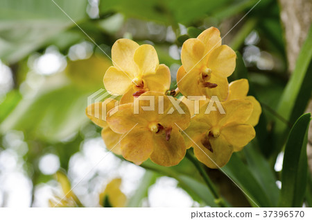 Orchid flower with blurred background Orchid flower with blurred background 37396570