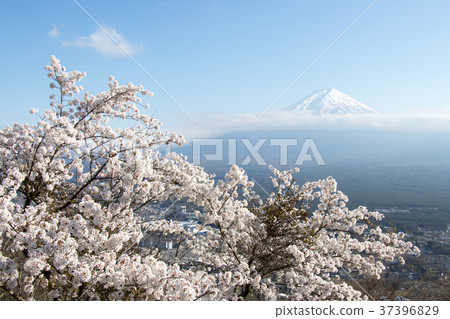 Mount Fuji with sakura blossom as foreground 37396829