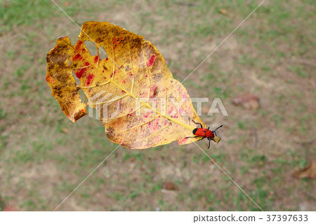 Insect on fallen leaves in the garden Insect on fallen leaves in the garden 37397633