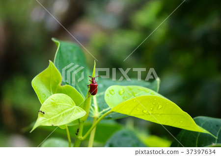 Scarab or bug on the leaves Scarab or bug on the leaves 37397634