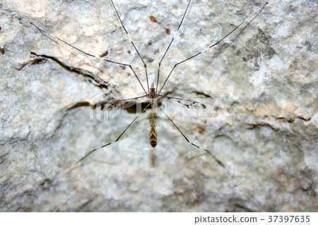 The long legs insects on the stone 37397635