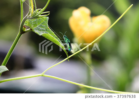 Emerald Green wasps perched on leaves. Emerald Green wasps perched on leaves. 37397638