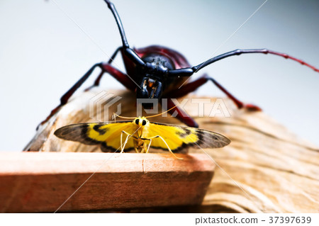Scarab or bug with yellow butterfly on the wooden Scarab or bug with yellow butterfly on the wooden 37397639
