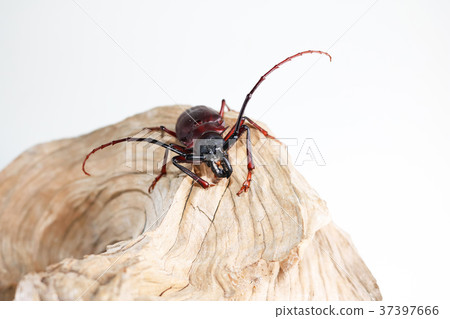 The scarab perched on the wood The scarab perched on the wood 37397666