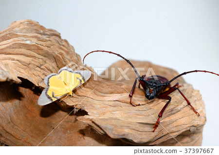 The Scarab with Yellow Butterfly The Scarab with Yellow Butterfly 37397667