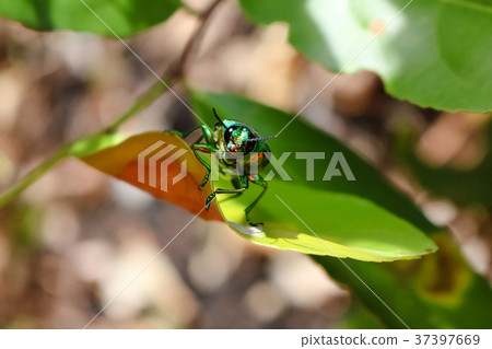 The Jewel beetle, Metallic wood-boring beetle 37397669