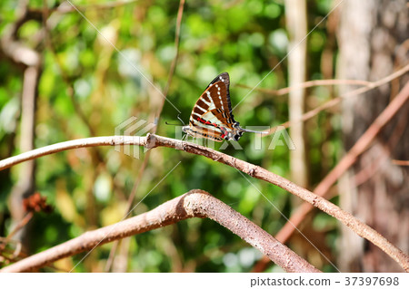 The Chain Swordtail Butterflies in the garden. 37397698