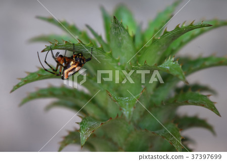 Colorful spider perched on a pineapple leaf Colorful spider perched on a pineapple leaf 37397699