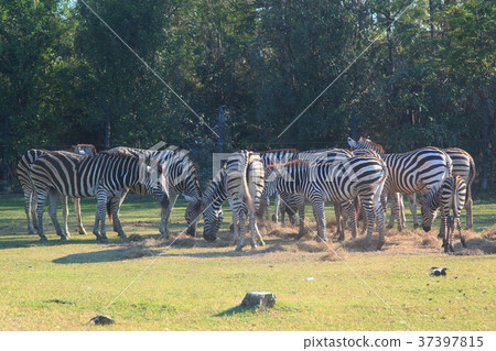 Group zebra eatting grass 37397815