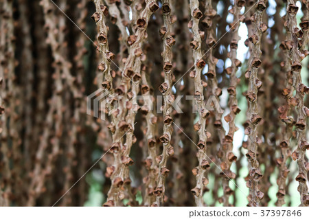 Seed of fishtail Palm in the garden Seed of fishtail Palm in the garden 37397846