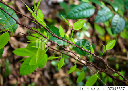 New green leaves sprout New green leaves sprout 37397857