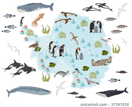 Antarctic, Antarctica, flora and fauna map Antarctic, Antarctica, flora and fauna map 37397858