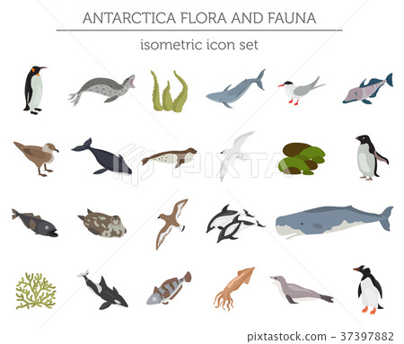 Isometric 3d Antarctica flora and fauna map 37397882