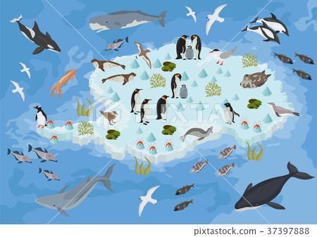 Isometric 3d Antarctica flora and fauna map Isometric 3d Antarctica flora and fauna map 37397888