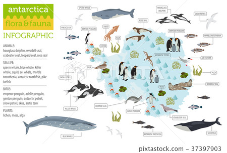 Antarctic, Antarctica,  flora and fauna map 37397903