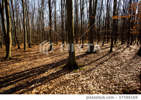 Autumn forest in clear day Autumn forest in clear day 37398169