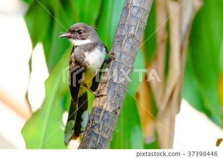Pied Fantail Flycatchers bird perching on the tree 37398446