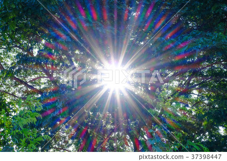 Sunlight beam shining through the tree Sunlight beam shining through the tree 37398447