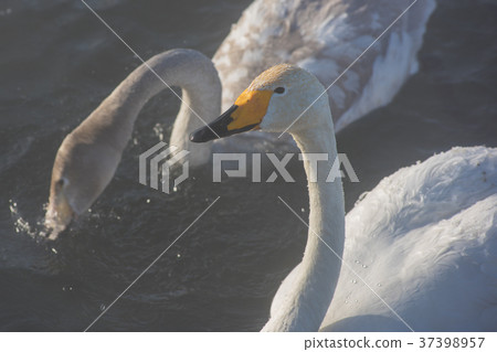 Beautiful white whooping swans Beautiful white whooping swans 37398957
