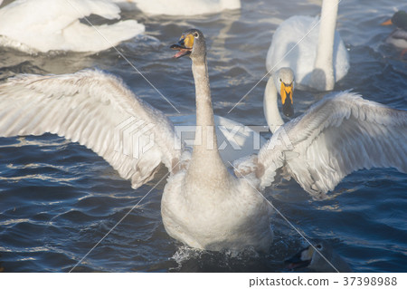 Beautiful white whooping swans Beautiful white whooping swans 37398988