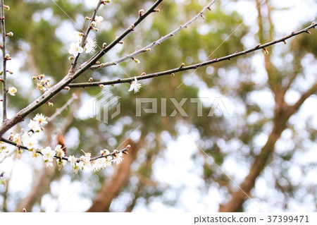 梅花 綻放 枝頭 梅花 綻放 枝頭 37399471