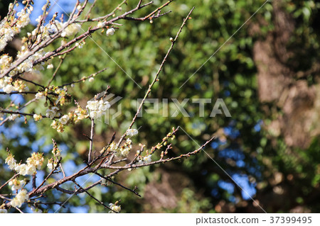 Plum blossom, branch, branch Plum blossom, branch, branch 37399495