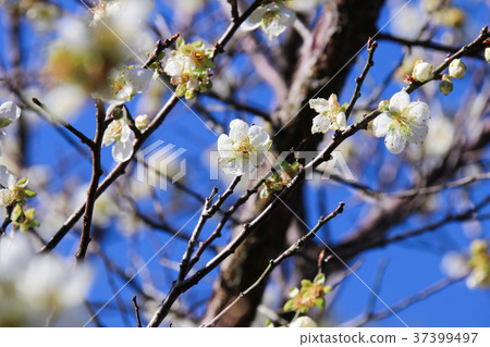 梅花 綻放 枝頭 梅花 綻放 枝頭 37399497