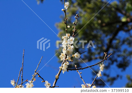 梅花 綻放 枝頭 梅花 綻放 枝頭 37399510