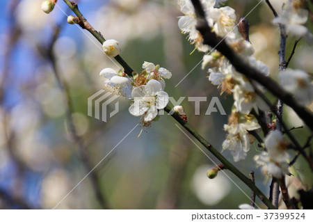 梅花 綻放 枝頭 梅花 綻放 枝頭 37399524