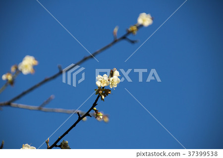 梅花 綻放 枝頭 梅花 綻放 枝頭 37399538