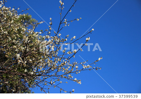 梅花 綻放 枝頭 梅花 綻放 枝頭 37399539