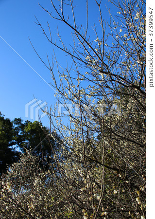 Plum blossom, branch, branch 37399547